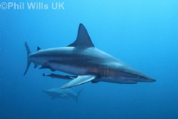 Oceanic blacktip. Aliwal Shoal, South Africa. Canon 7D, s... by Phil Wills 